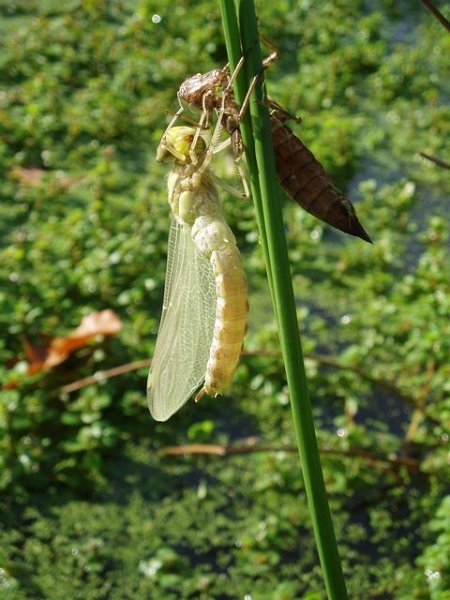 émergence. F.Vergonjeanne